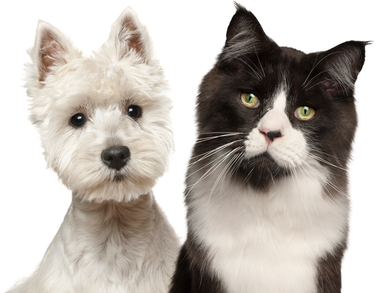 westie dog and cat
